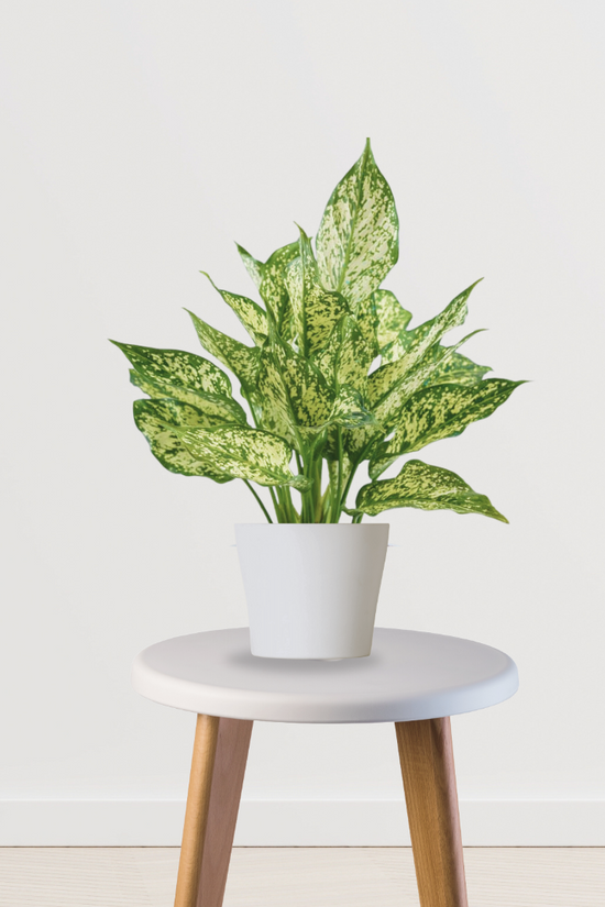 Aglaonema Snow White indoor plant