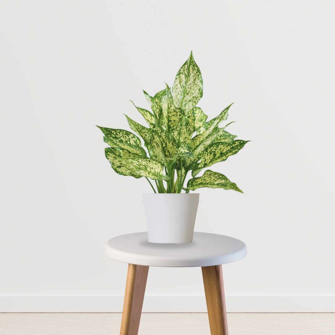 Aglaonema Snow White indoor plant