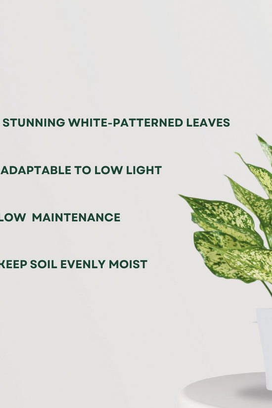 Aglaonema Snow White indoor plant