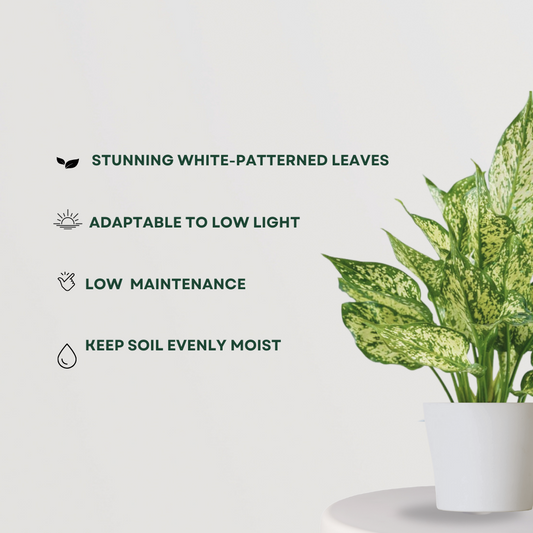 Aglaonema Snow White indoor plant
