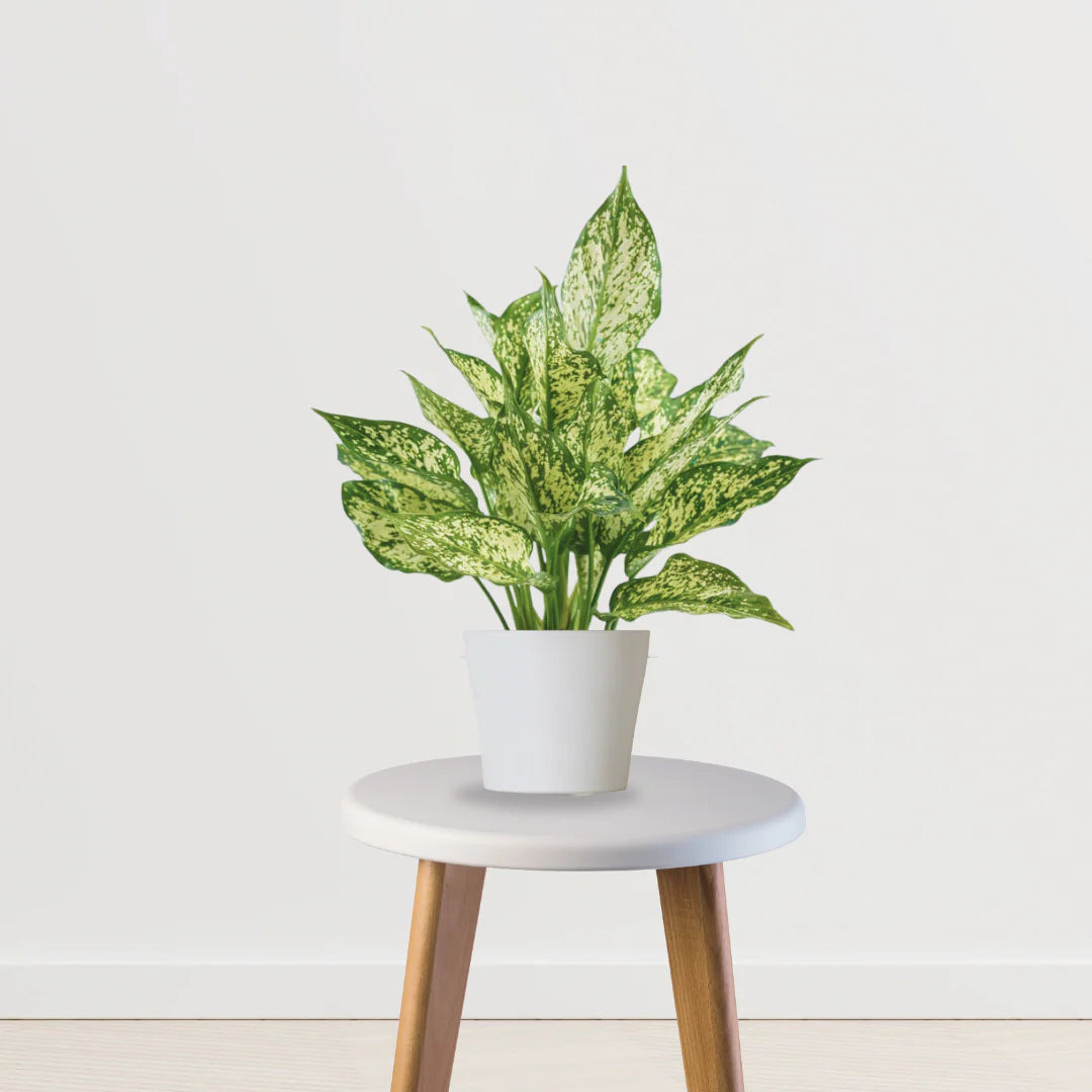 Fresh Aura Set (Peace Lily,Syngonium,Aglaonema)