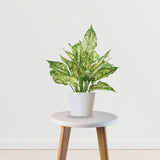 Fresh Aura Set (Peace Lily,Syngonium,Aglaonema)