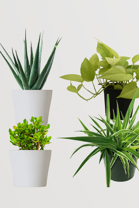 Indoor air-purifying plant set
