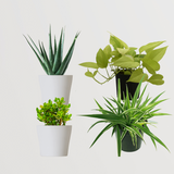 Air Purifying Plants Combo: Crassula, Spider, Aloe, Pothos - Gardengram