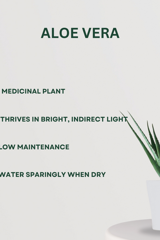 Indoor air-purifying plant set
