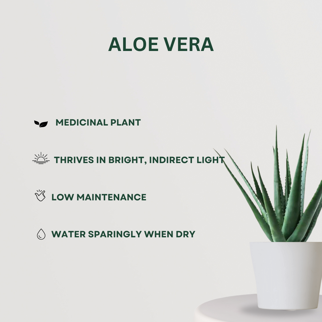 Indoor air-purifying plant set
