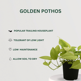 Air Purifying Plants Combo: Crassula, Spider, Aloe, Pothos - Gardengram
