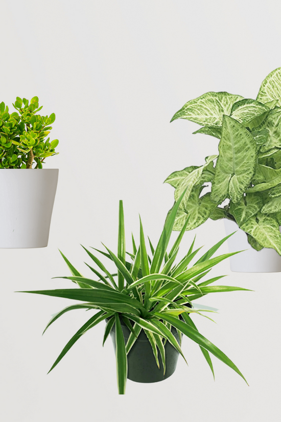 Air purifying plant trio - Crassula, Syngonium, Spider