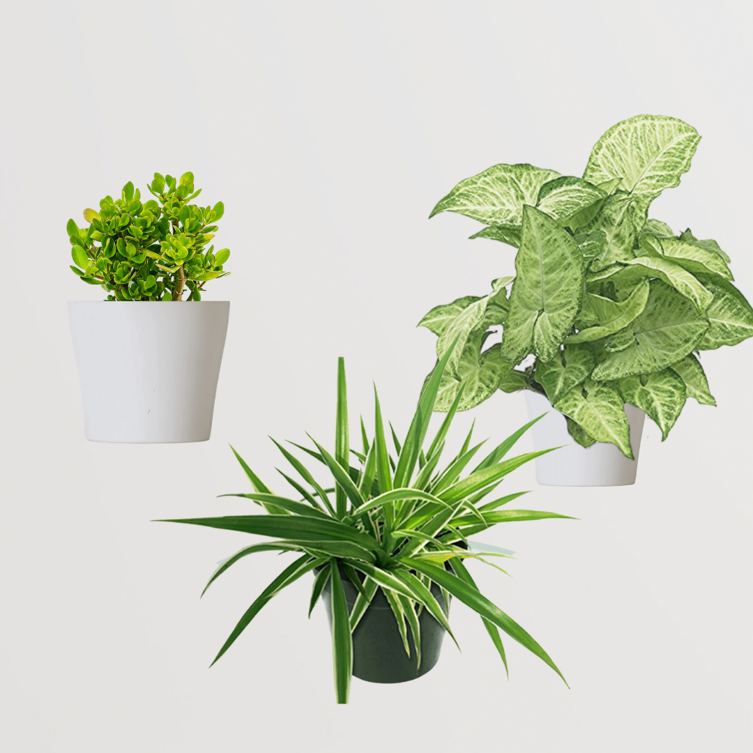 Air purifying plant trio - Crassula, Syngonium, Spider
