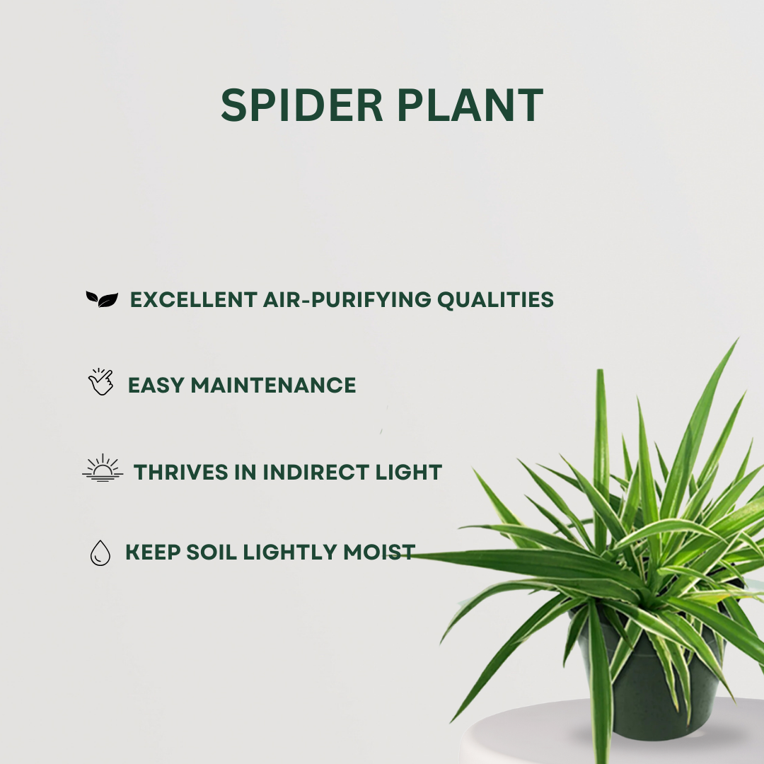 Air purifying plant trio - Crassula, Syngonium, Spider