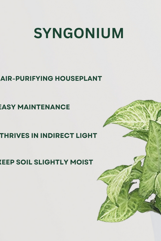 Air purifying plant trio - Crassula, Syngonium, Spider