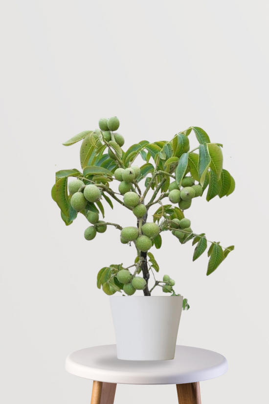 Akhrot tree sapling for cultivation
