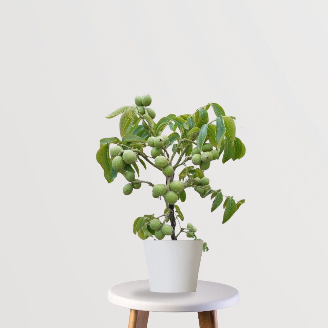 Akhrot tree sapling for cultivation
