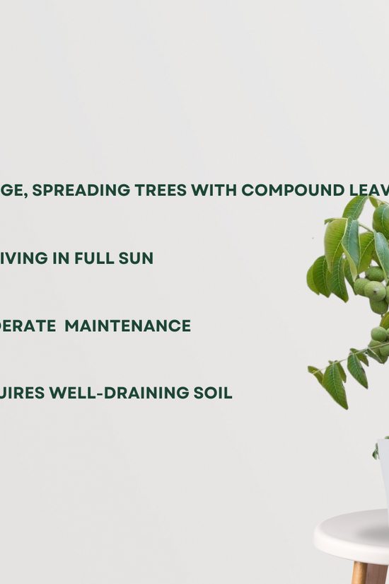 Akhrot tree sapling for cultivation
