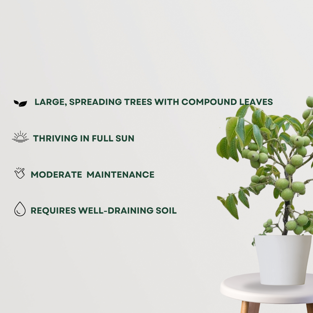 Akhrot tree sapling for cultivation
