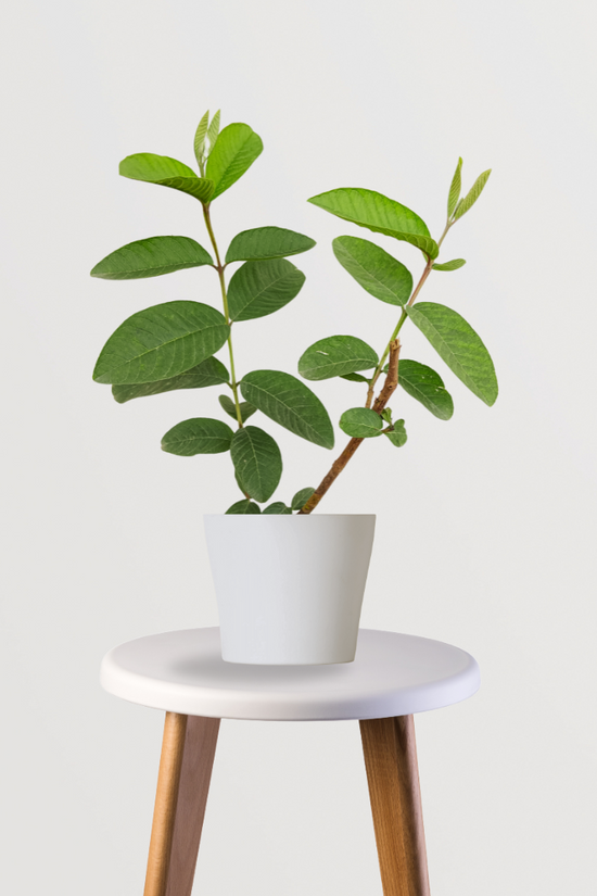 Allahabadi Amrud’s Plant - Gardengram