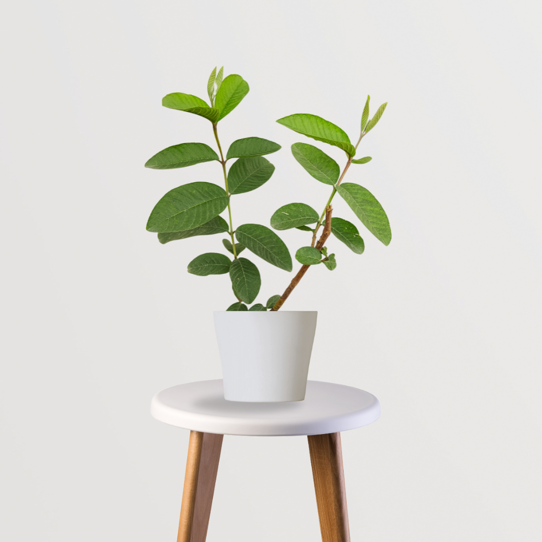 Allahabadi Amrud’s Plant - Gardengram