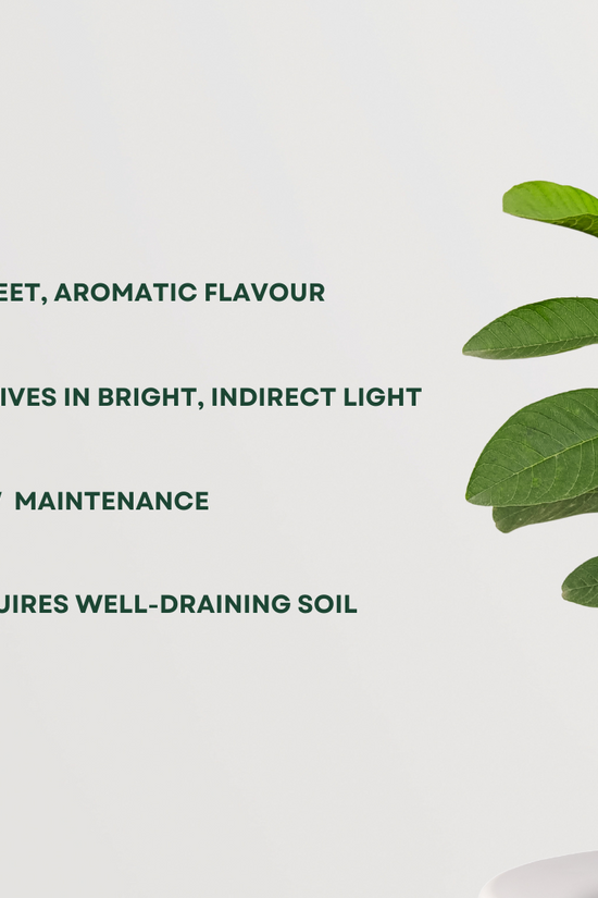 Allahabadi Amrud’s Plant - Gardengram