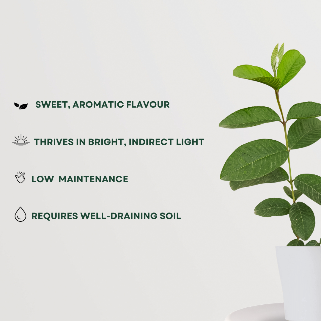 Allahabadi Amrud’s Plant - Gardengram