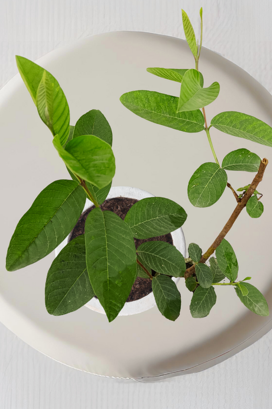 Allahabadi Amrud’s Plant - Gardengram