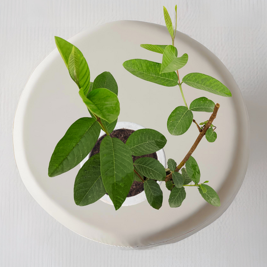 Allahabadi Amrud’s Plant - Gardengram