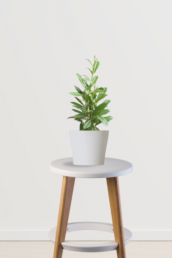 Allspice tree (Pimenta dioica)
