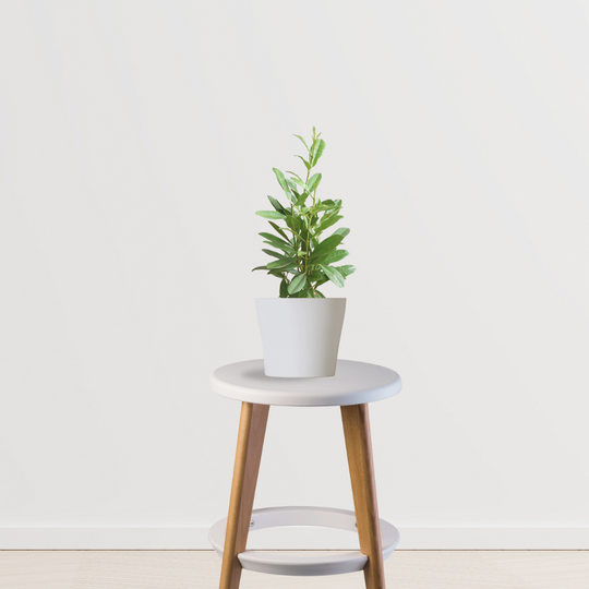 Allspice Plant (Pimenta Dioica)