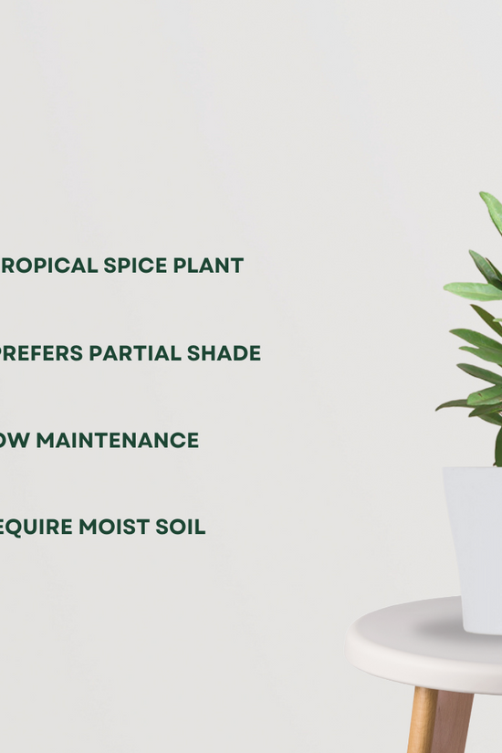 Allspice tree (Pimenta dioica)
