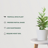 Allspice Plant (Pimenta Dioica) - Gardengram