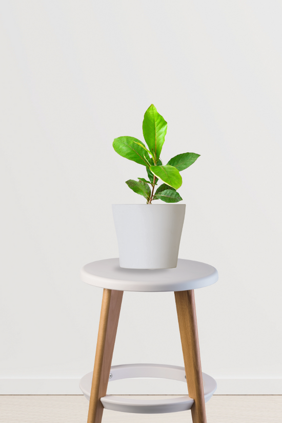 Almond plant sapling
