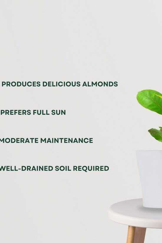 Almond plant sapling
