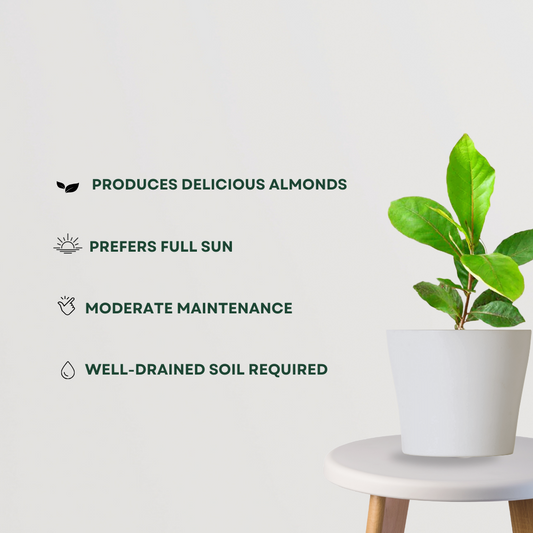 Almond plant sapling
