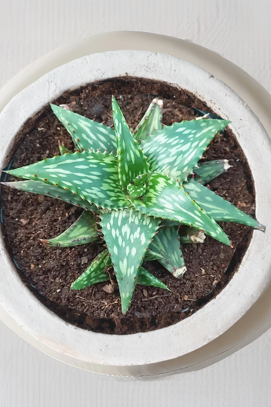 Aloe Jucunda – compact succulent plant

