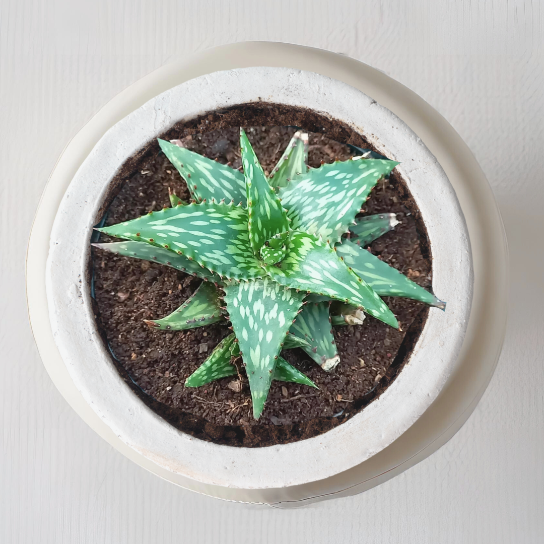 Aloe Jucunda – compact succulent plant
