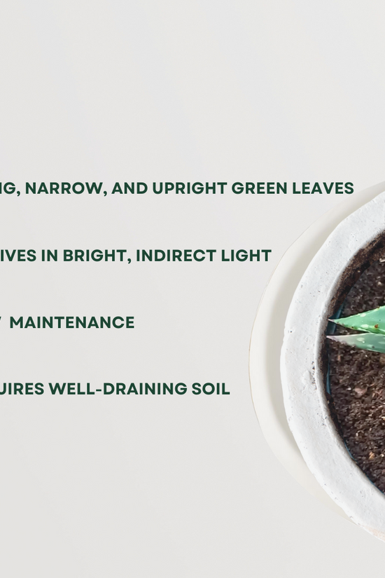 Aloe Jucunda – compact succulent plant
