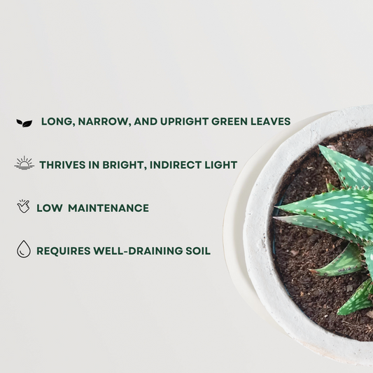 Aloe Jucunda – compact succulent plant
