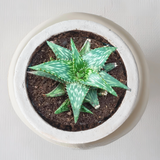 Aloe Jucunda Plant - Gardengram
