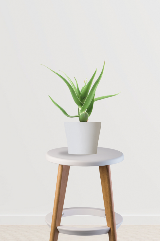 Aloe vera indoor plant
