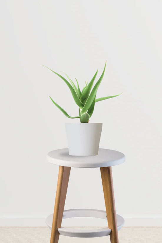 Weekend Gardener Combo (ZZ Plant, Aloe Vera, Spider Plant)