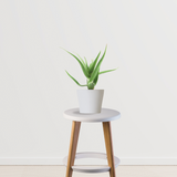 Aloe Vera Plant Air Purifier Indoor Plants for Home/Office - Gardengram