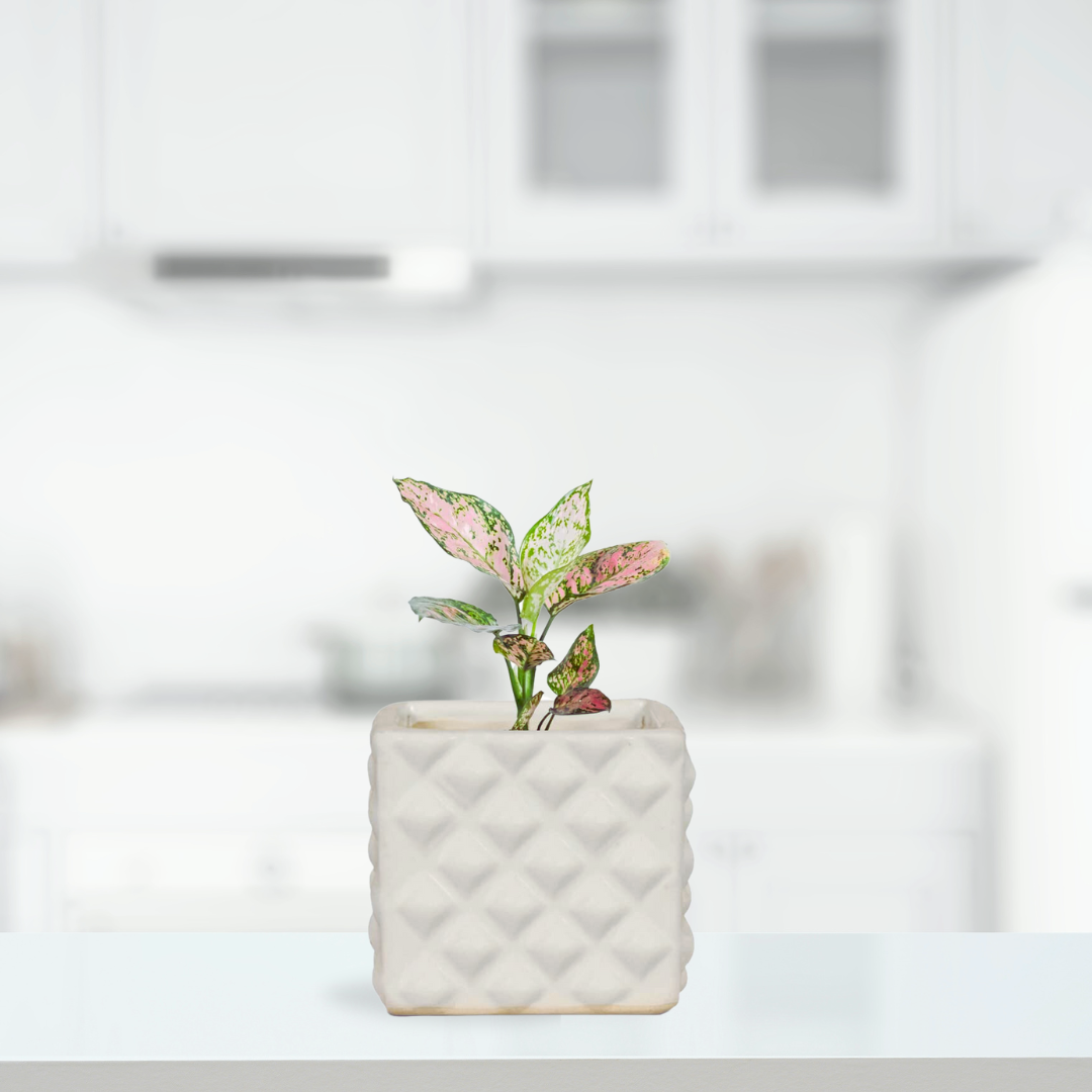 White ceramic planter - Alpha series
