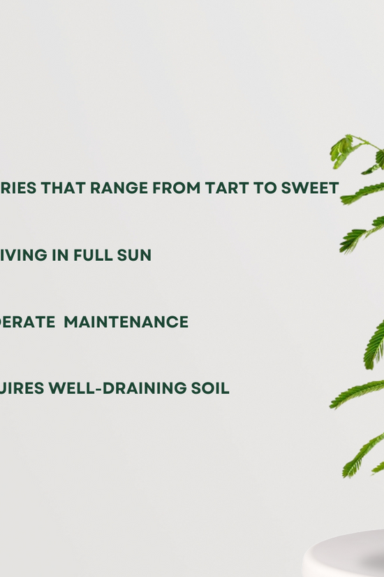 Small Amla plant for balcony gardens
