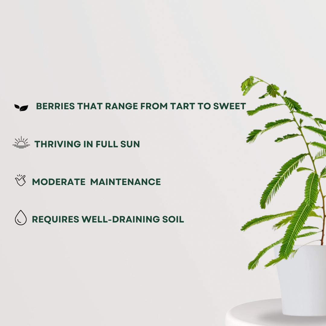 Small Amla plant for balcony gardens
