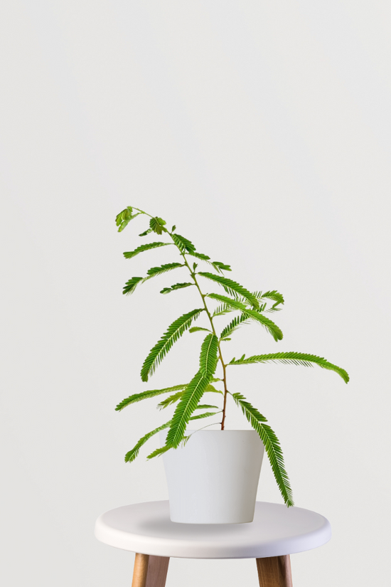 Small Amla plant for balcony gardens
