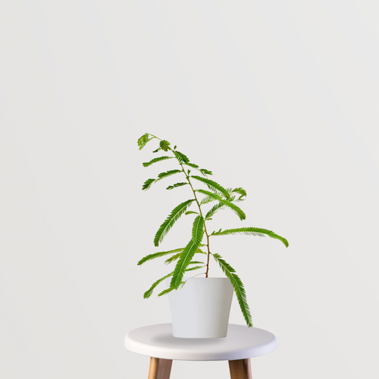 Small Amla plant for balcony gardens
