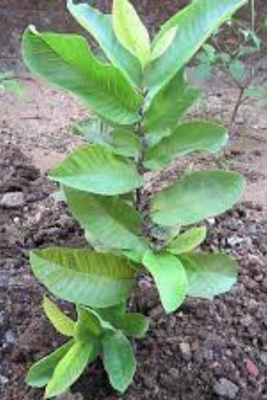 Thai 7 pink Amrud tree

