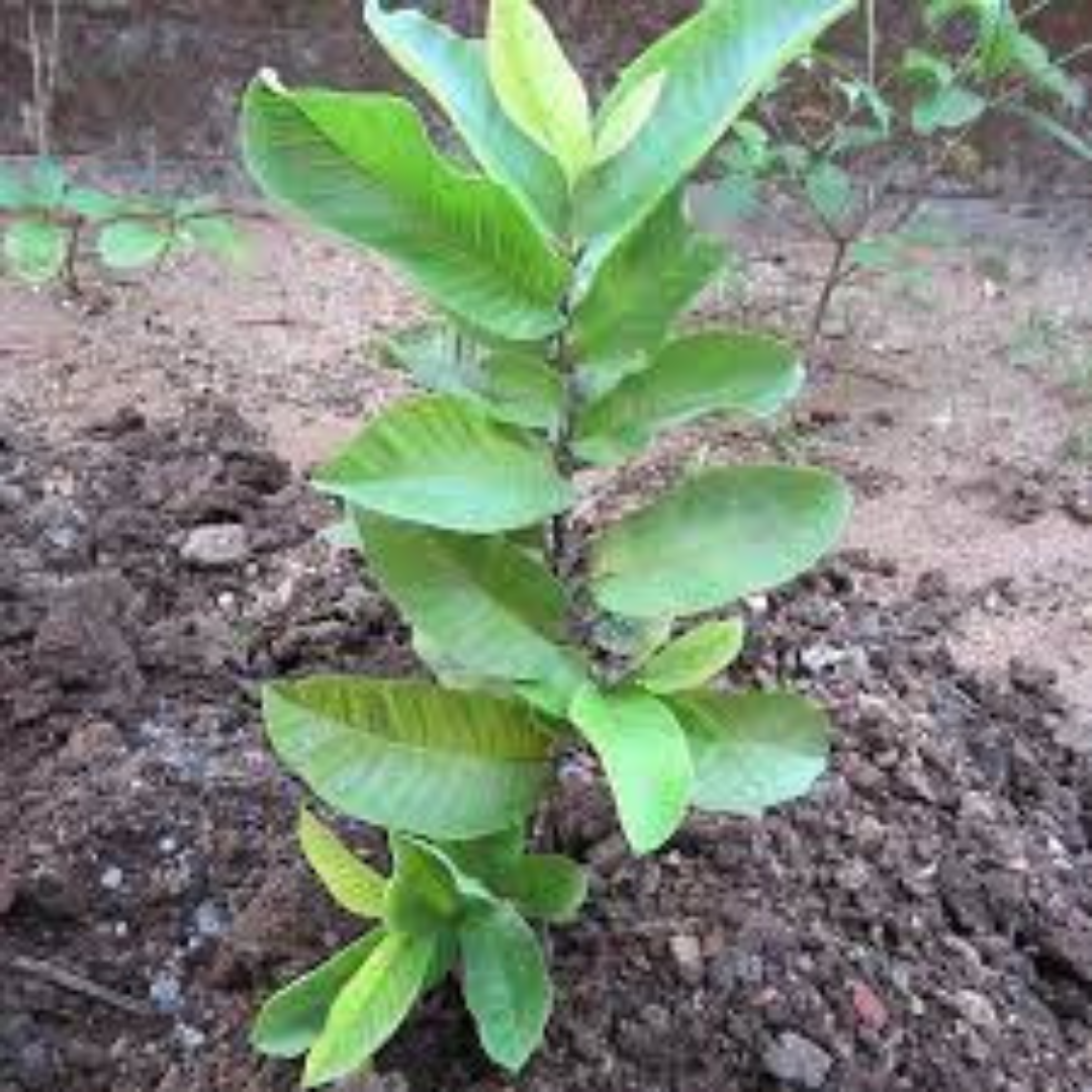 Thai 7 pink Amrud tree

