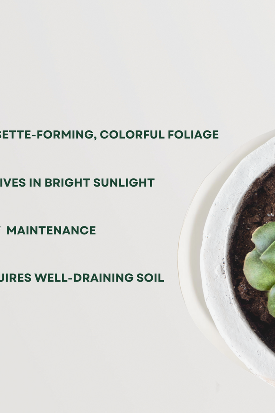 Anacampseros low-maintenance succulent
