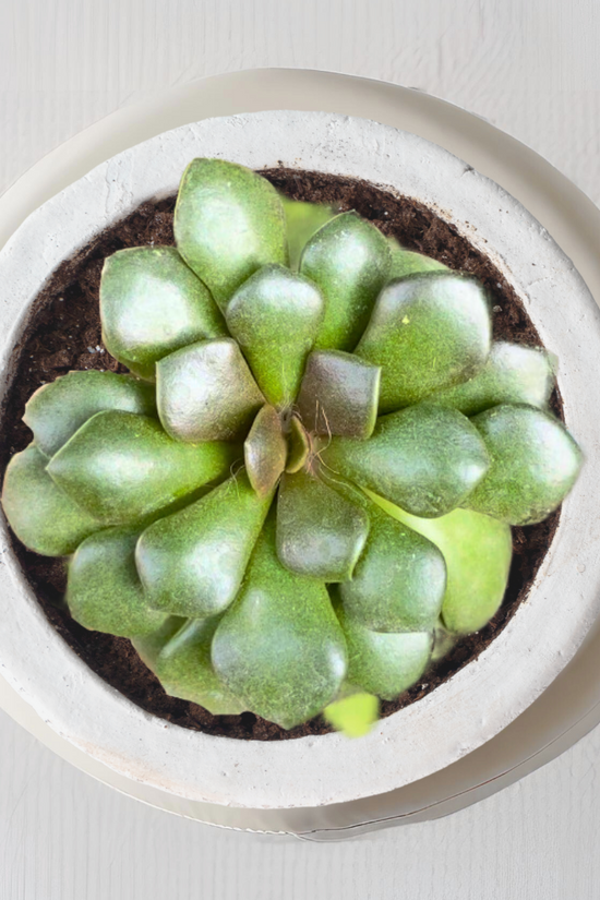 Anacampseros low-maintenance succulent
