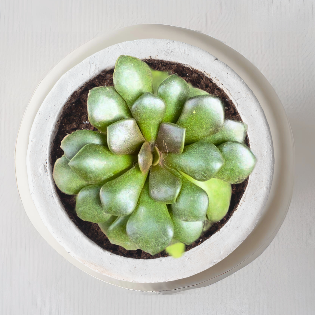 Anacampseros low-maintenance succulent
